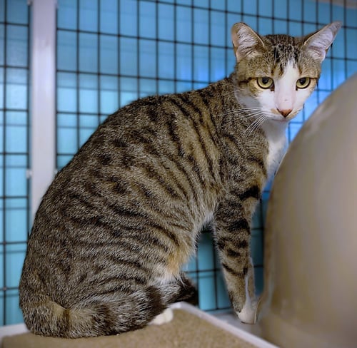 CASSIDY - Domestic Short Hair available for adoption