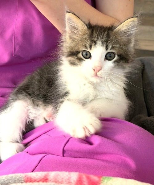 KITTEN EGGBERT