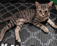 Kitten Uno - Photo 3