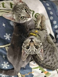 Kitten Uno - Photo 5