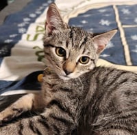 Kitten Uno - Photo 1