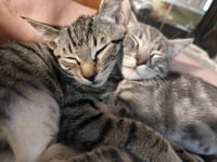 Kitten Uno - Photo 4