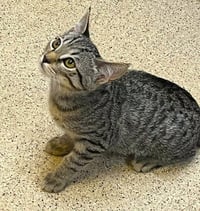 Kitten Uno - Photo 2