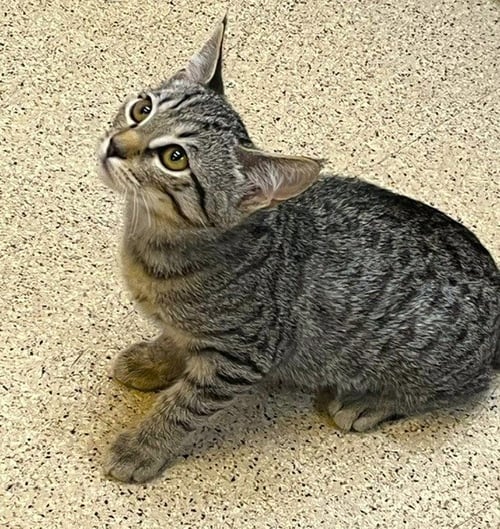 KITTEN UNO - Domestic Short Hair available for adoption