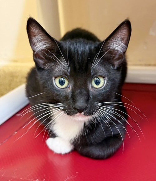 KITTEN SYLVIE - Domestic Short Hair available for adoption