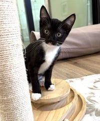 Kitten Sylvie - Photo 3