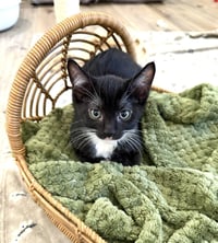 Kitten Sylvie - Photo 4
