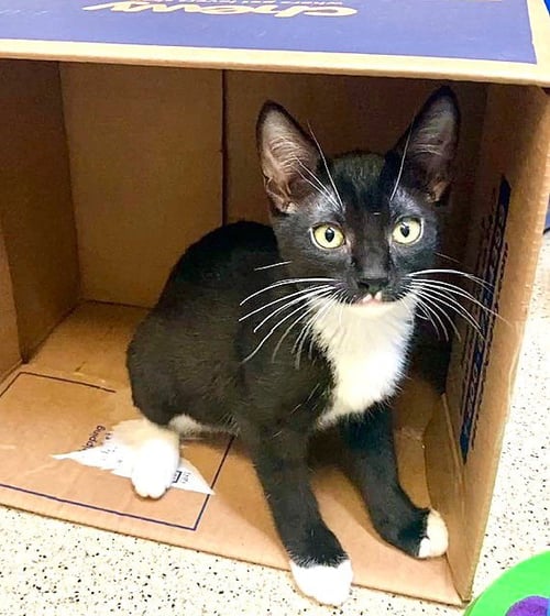 SYLVIE - Domestic Short Hair available for adoption