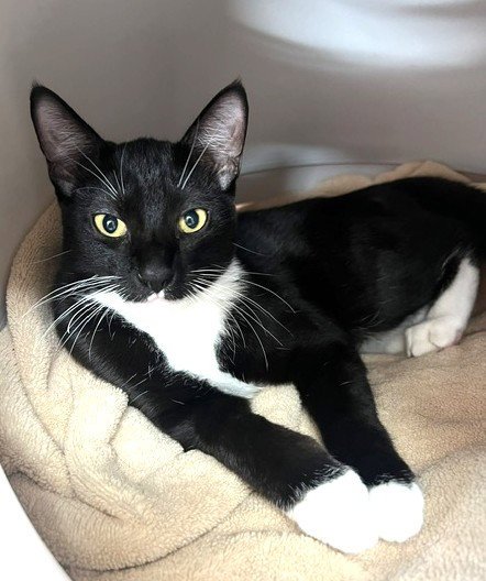SYLVIE - Domestic Short Hair available for adoption