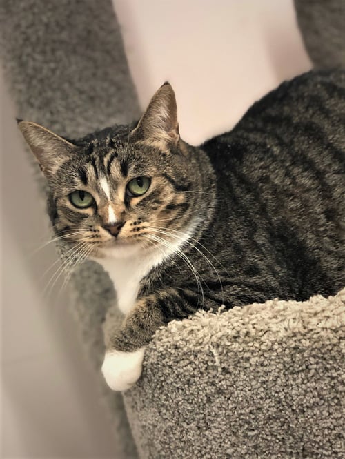 TWINKLE - Domestic Short Hair available for adoption