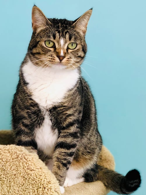 TWINKLE - Domestic Short Hair available for adoption