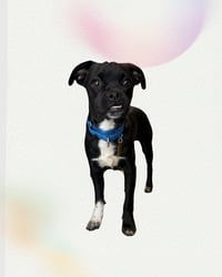 Ryder - Photo 1