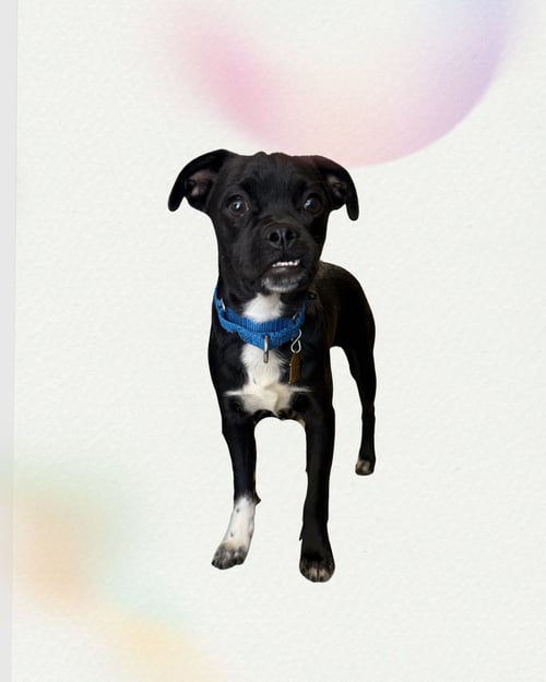RYDER - Pug / Terrier available for adoption