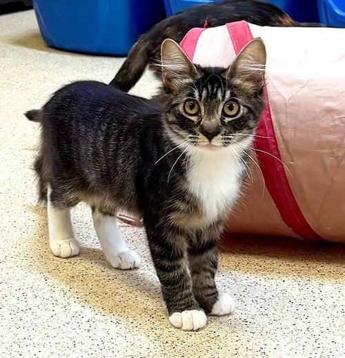 KITTEN LICORICE - Domestic Medium Hair available for adoption