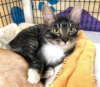 Kitten Licorice - Photo 1