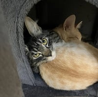 Kitten Licorice - Photo 5