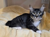 Kitten Licorice - Photo 3