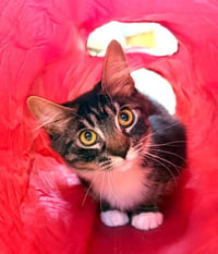 Kitten Licorice - Photo 4