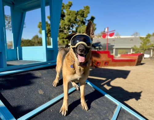 GUNTHER - German Shepherd Dog available for adoption