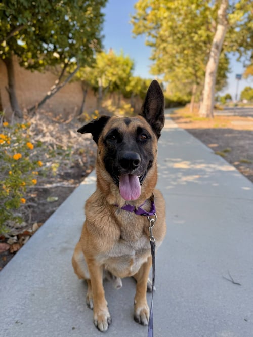 GUNTHER - German Shepherd Dog available for adoption