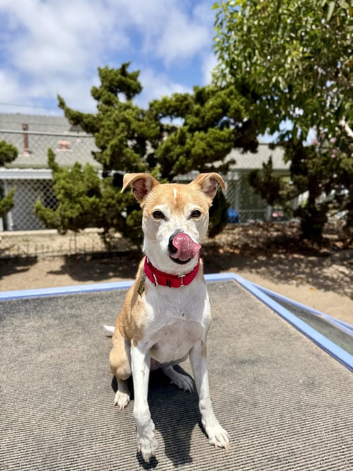 JUNO - Basenji / Terrier available for adoption