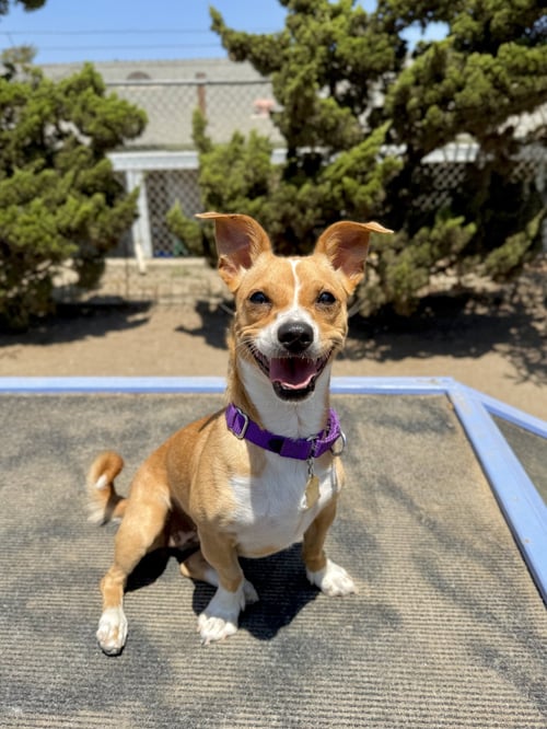 CORA - Corgi / Terrier available for adoption