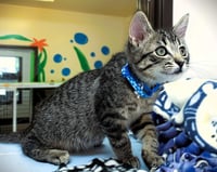 Kitten Raisinets - Photo 3