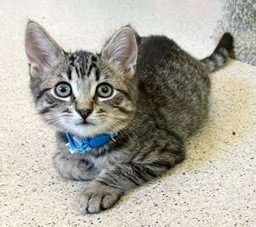 KITTEN RAISINETS - Domestic Short Hair available for adoption
