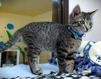 Kitten Raisinets - Photo 2