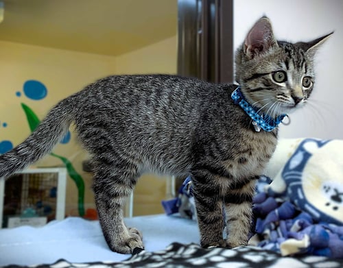KITTEN RAISINETS - Domestic Short Hair available for adoption
