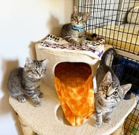 Kitten Raisinets - Photo 5