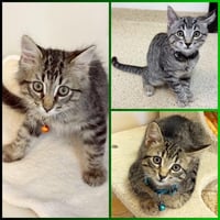 Kitten Raisinets - Photo 4