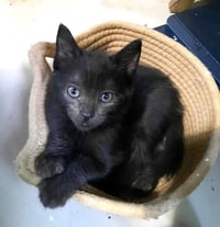 Kitten Heavenly - Photo 1