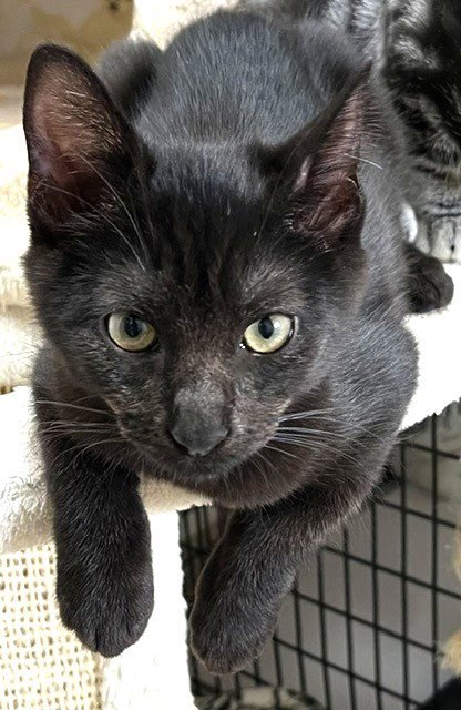 KITTEN HEAVENLY - Domestic Short Hair available for adoption