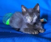Kitten Heavenly - Photo 2