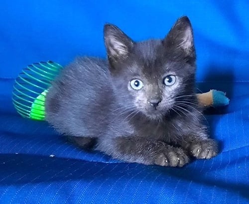 KITTEN HEAVENLY - Domestic Short Hair available for adoption