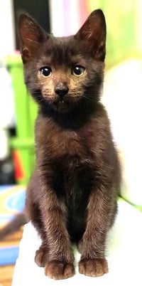 Kitten Heavenly - Photo 3