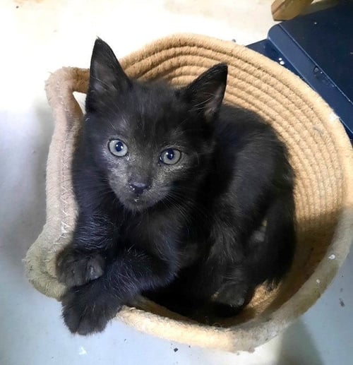 KITTEN HEAVENLY - Domestic Short Hair available for adoption