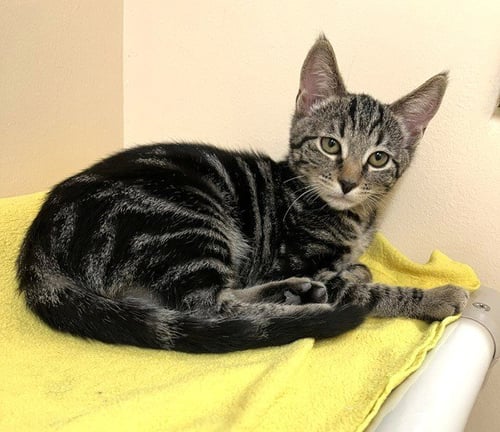 KITTEN ULTA - Domestic Short Hair available for adoption