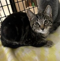 Kitten Ulta - Photo 2