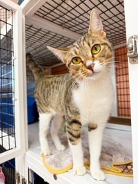 Jellybelly - Photo 3