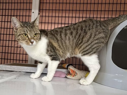 JELLYBELLY - Domestic Short Hair available for adoption