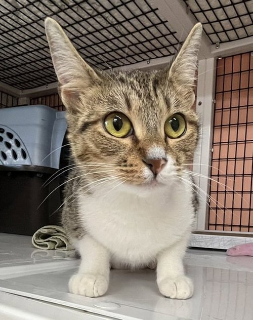 JELLYBELLY - Domestic Short Hair available for adoption