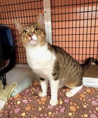 Jellybelly - Photo 4