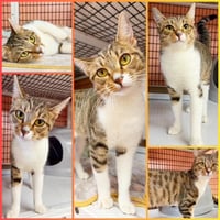 Jellybelly - Photo 5