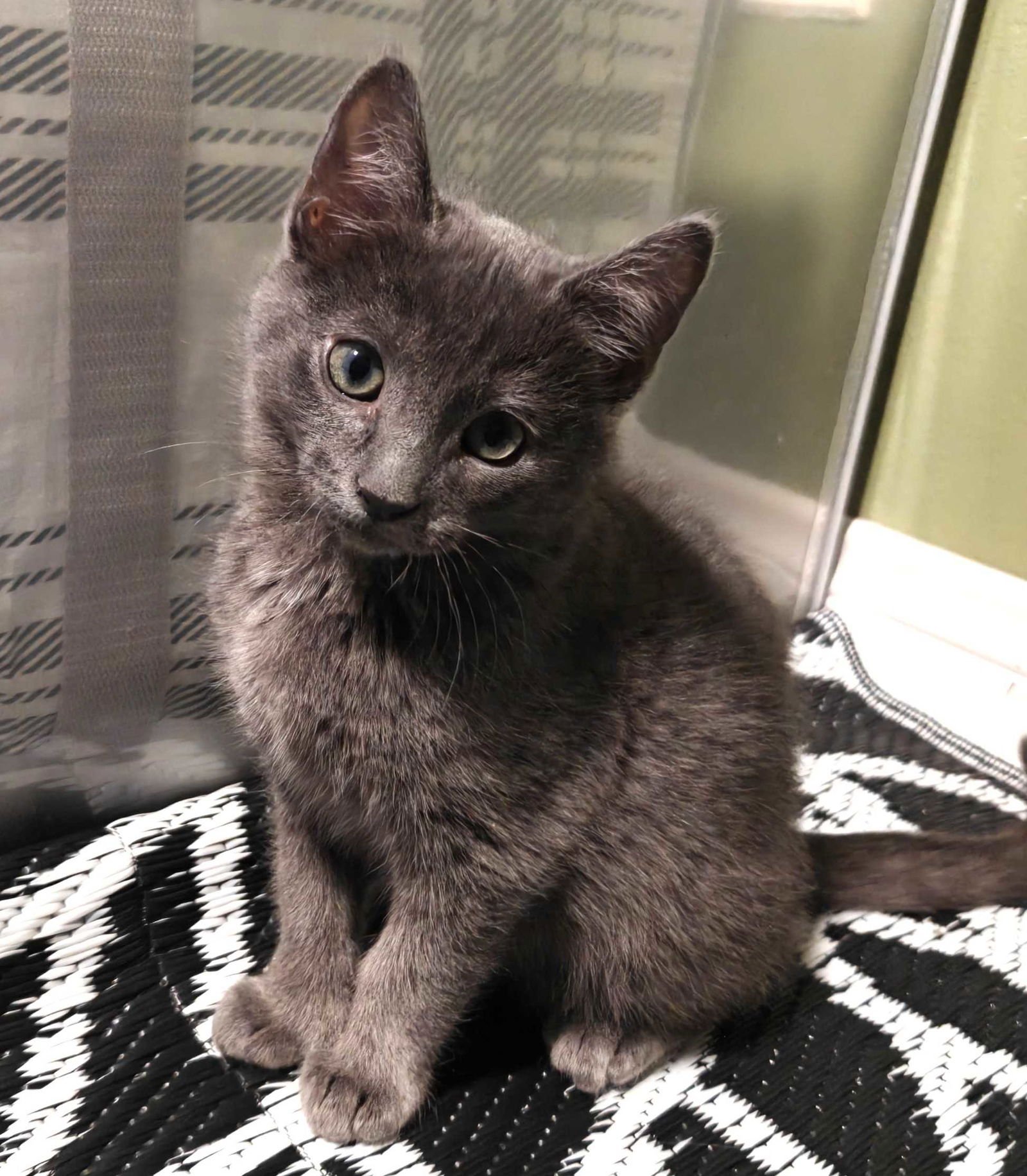 KITTEN CHIMMY - Domestic Short Hair available for adoption