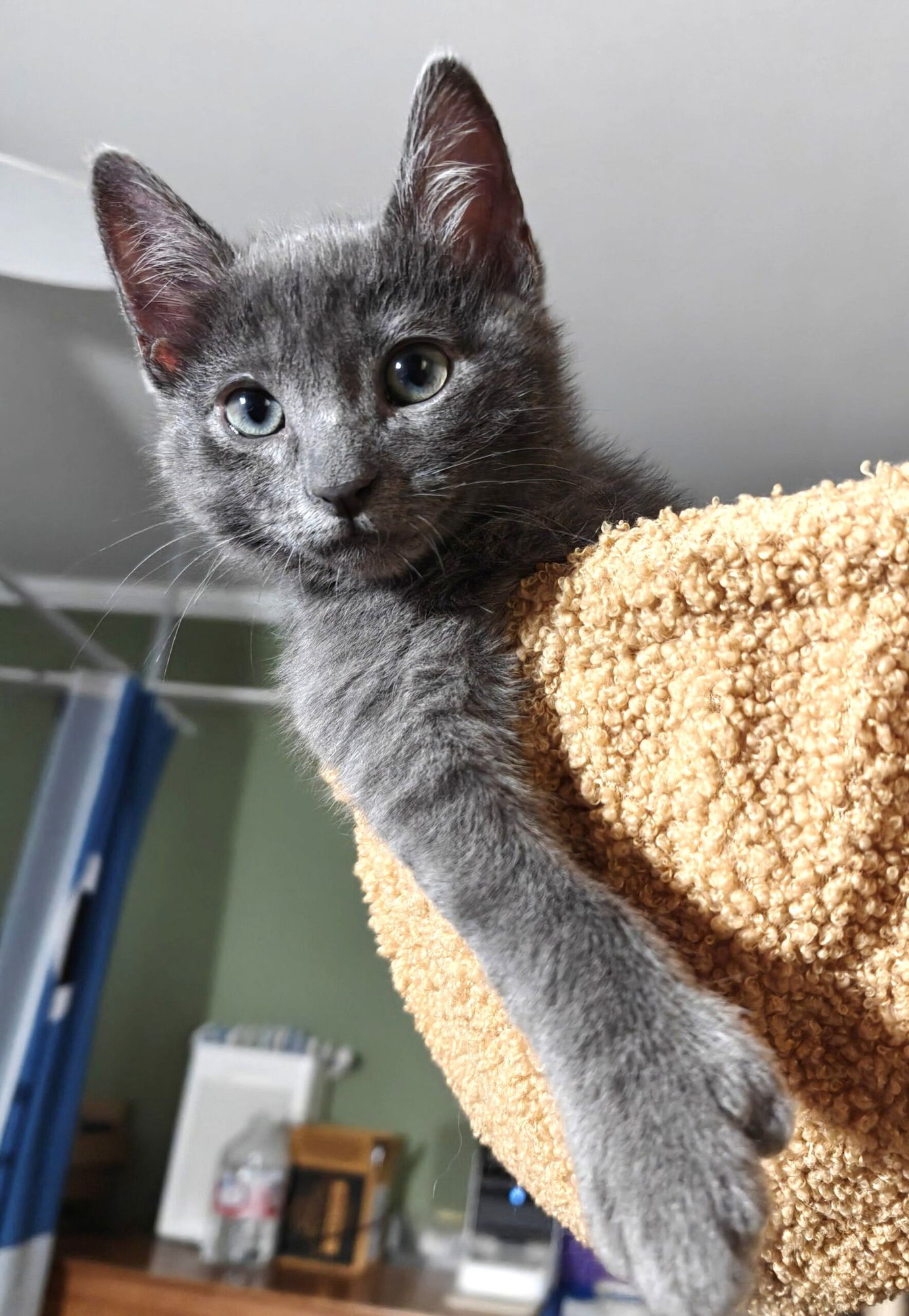 Kitten Chimmy - Photo 3