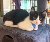 Kitten Cosmo - Photo 1