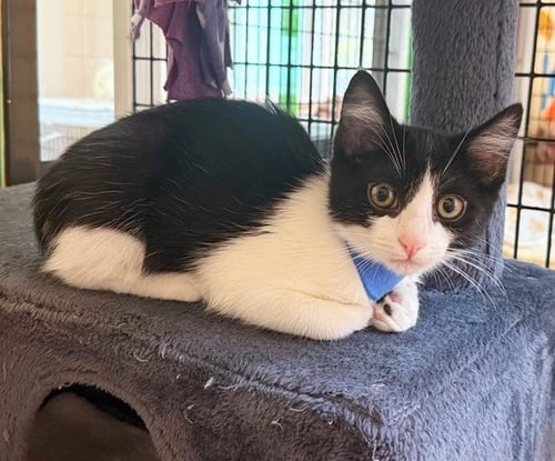 KITTEN COSMO - Domestic Short Hair available for adoption
