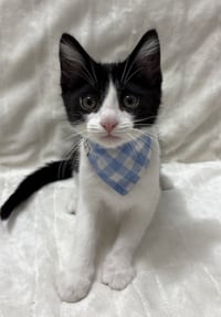 Kitten Cosmo - Photo 2